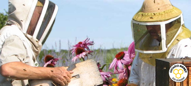 Tom and Paul working with the bees in the home yard.