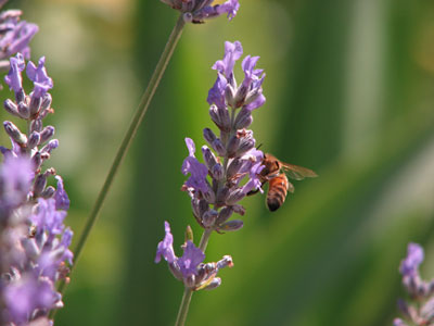 Honeybee on lavender spike.