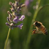 Honeybee flying toward lavender.