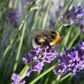 Honey bee on lavender.